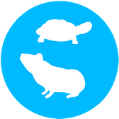 Icon Schildkröte