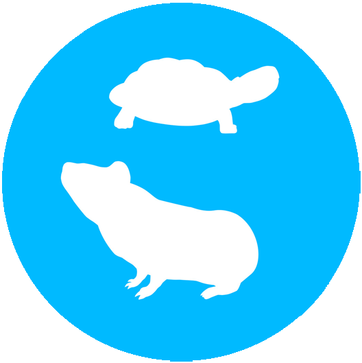 Icon Schildkröte