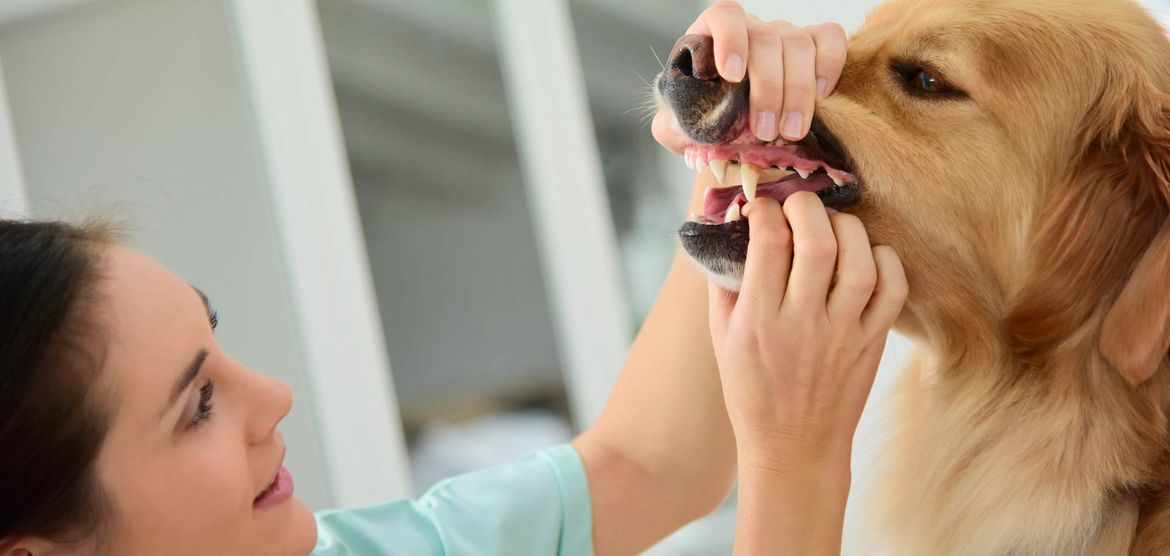 Zahnuntersuchung Hund